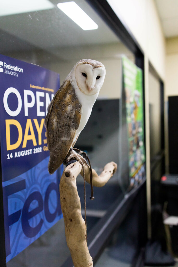 Owl sitting on branch with Fed Uni Open Day post in background at Federation University Gippsland Open Day 2022